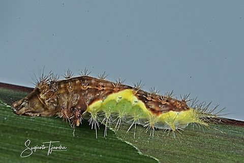 Cup Moth Caterpillar  Geotagged,Indonesia,Winter
