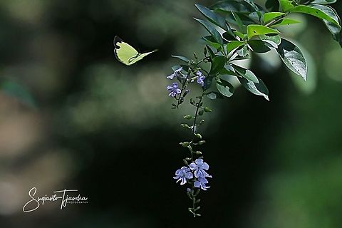 Three-spot grass yellow, Eurema blanda "flying over" the Sinyo Nakal flowers, Duranta Erecta  Eurema blanda,Geotagged,Indonesia,Three-spot grass yellow,Winter