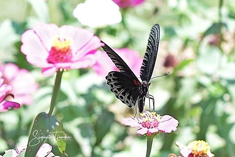 Great Mormon Butterfly, Papilio Memnon Agenor  Geotagged,Great Mormon,Indonesia,Papilio memnon,Winter
