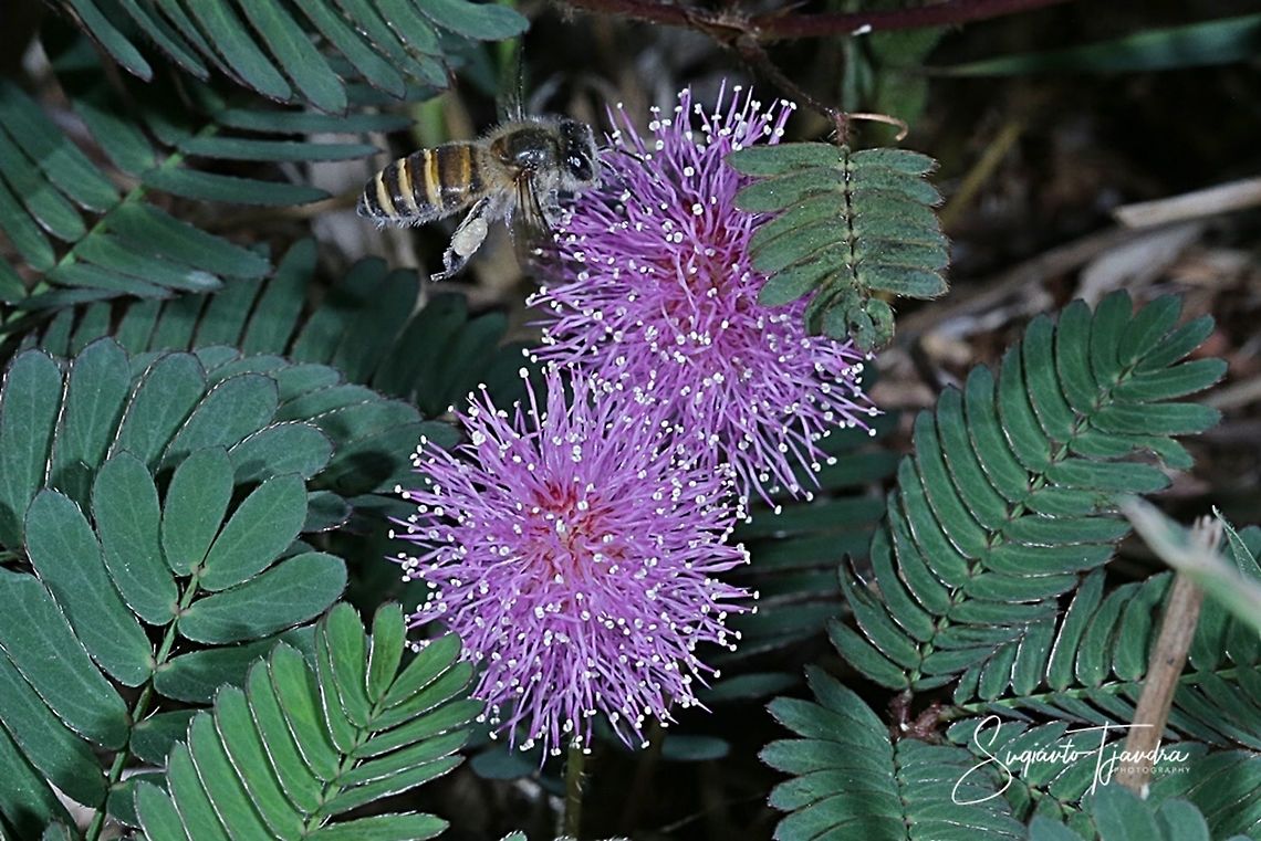 Honey Bee  Geotagged,Indonesia,Winter