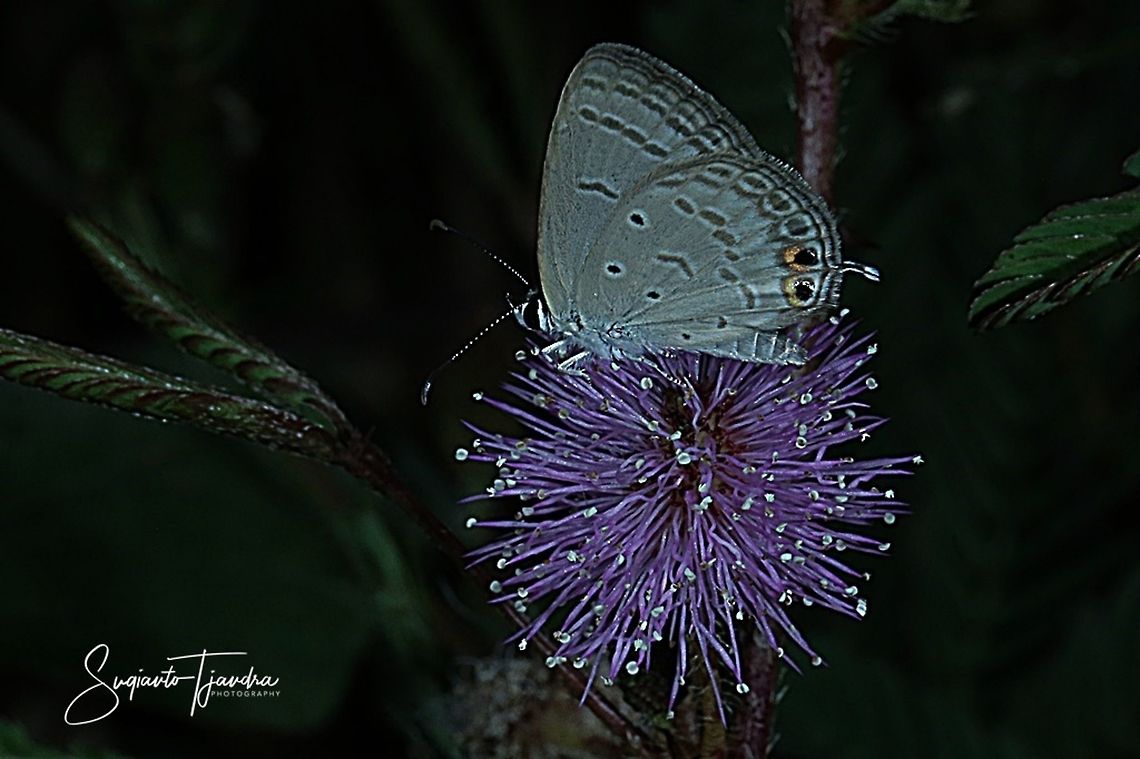Cycad Blue Butterfly (Chilades pandava pandava)  Chilades pandava,Geotagged,Indonesia,Plains Cupid,Winter