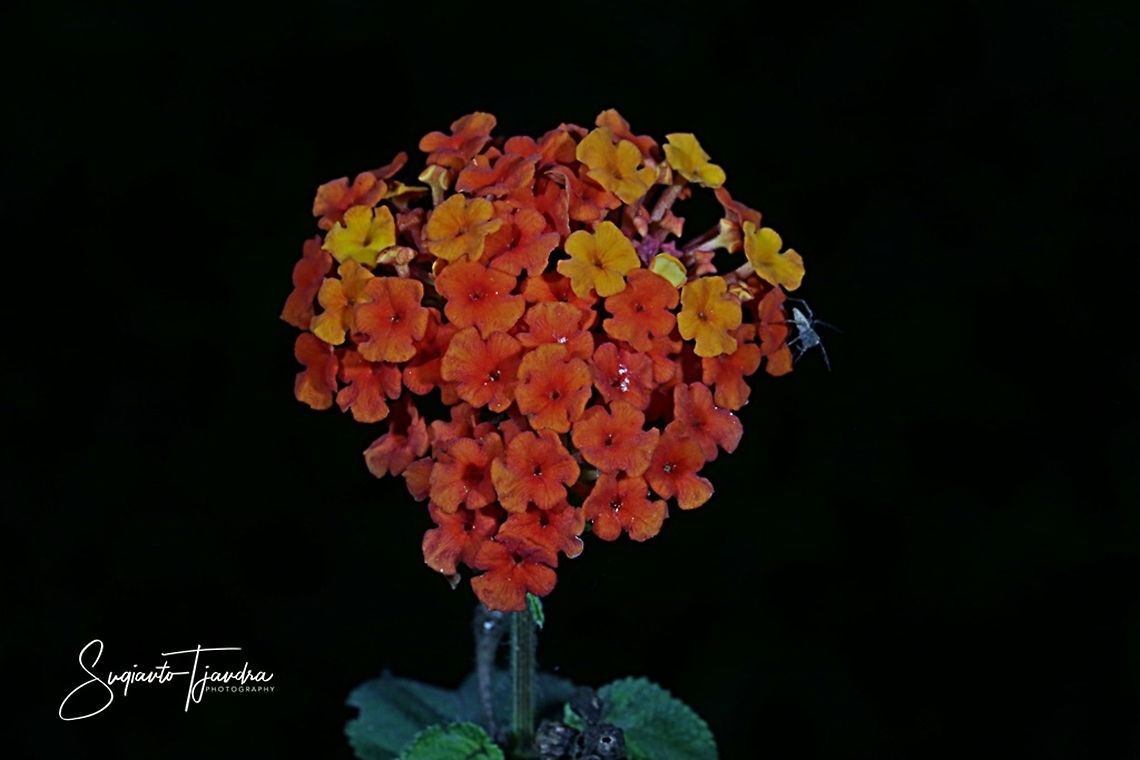 West Indian Lantana, Lantana Camara, Verbenaceae  Geotagged,Indonesia,Lantana camara,Winter