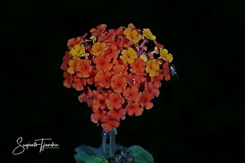 West Indian Lantana, Lantana Camara, Verbenaceae  Geotagged,Indonesia,Lantana camara,Winter