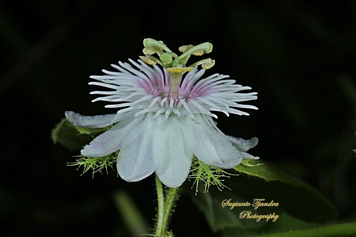 Passion Flower (Passiflora foetida)  Geotagged,Indonesia,Passiflora foetida,Stinking passionflower,Winter