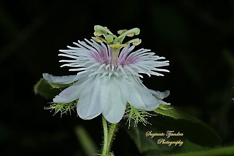 Passion Flower (Passiflora foetida)  Geotagged,Indonesia,Passiflora foetida,Stinking passionflower,Winter