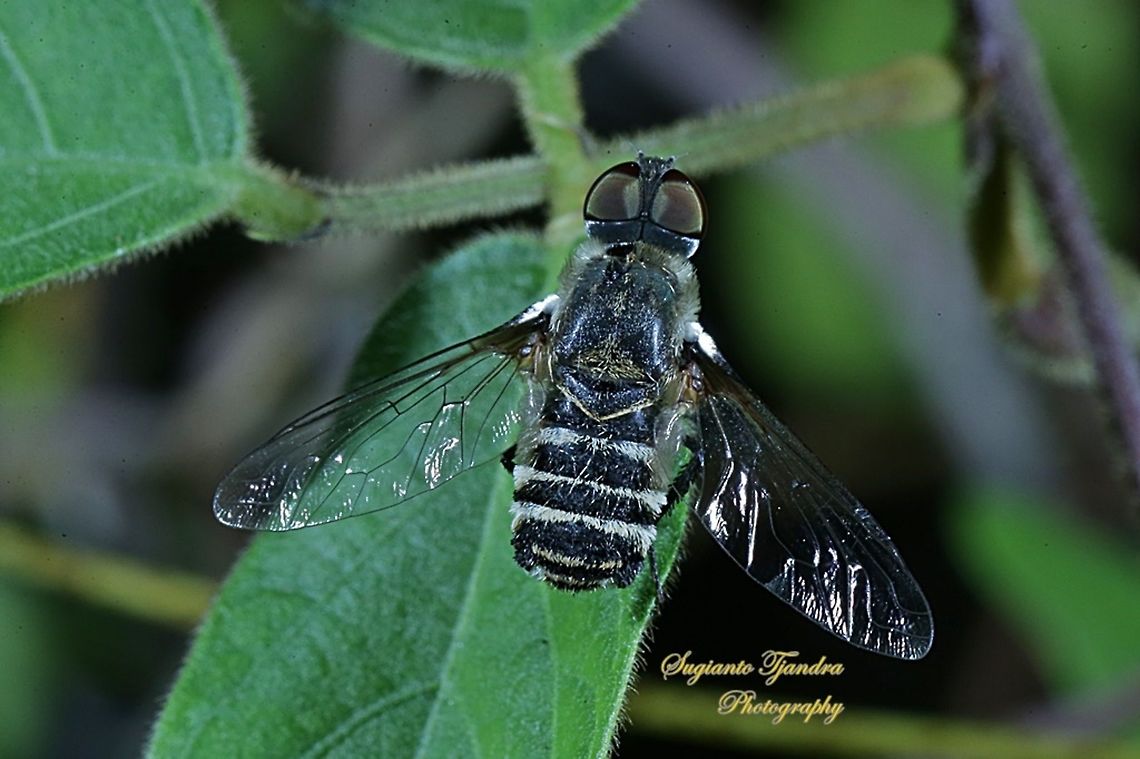 Black Beefly, Bombyliidae  Geotagged,Indonesia,Winter