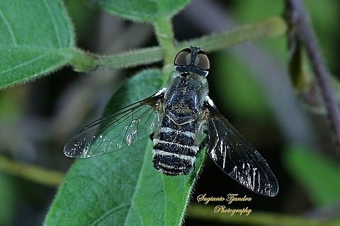 Black Beefly, Bombyliidae  Geotagged,Indonesia,Winter