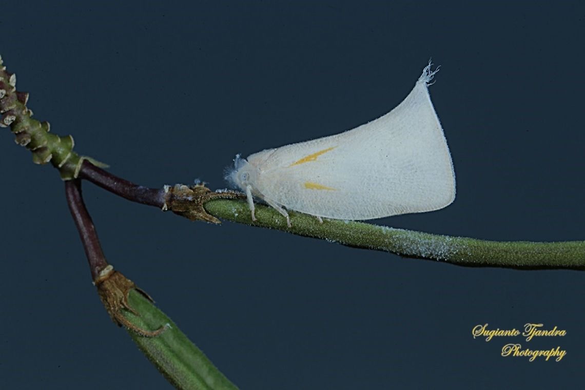 Planthopper, Lawana Candida, Flatidae  Geotagged,Indonesia,Lawana candida,Winter