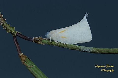 Planthopper, Lawana Candida, Flatidae  Geotagged,Indonesia,Lawana candida,Winter