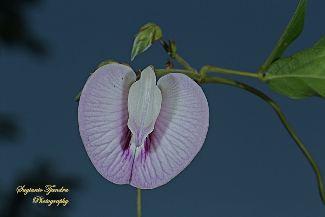 Butterfly pea flower, Centrosema pubescens  Centro,Centrosema pubescens,Geotagged,Indonesia,Winter