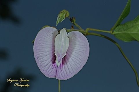 Butterfly pea flower, Centrosema pubescens  Centro,Centrosema pubescens,Geotagged,Indonesia,Winter