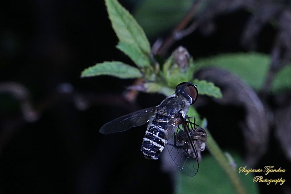 Black Beefly, Bombyliidae  Geotagged,Indonesia,Winter