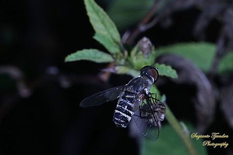 Black Beefly, Bombyliidae  Geotagged,Indonesia,Winter