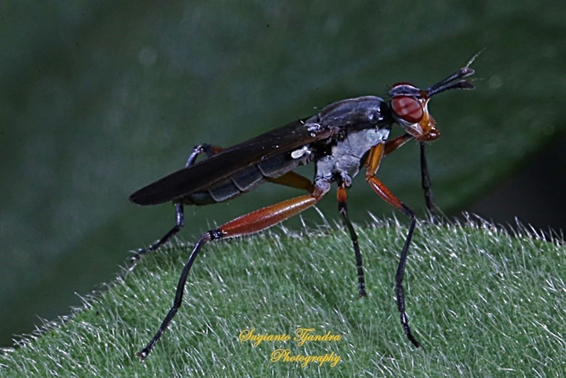 Marsh fly-Sepedon Sp  Geotagged,Indonesia,Winter