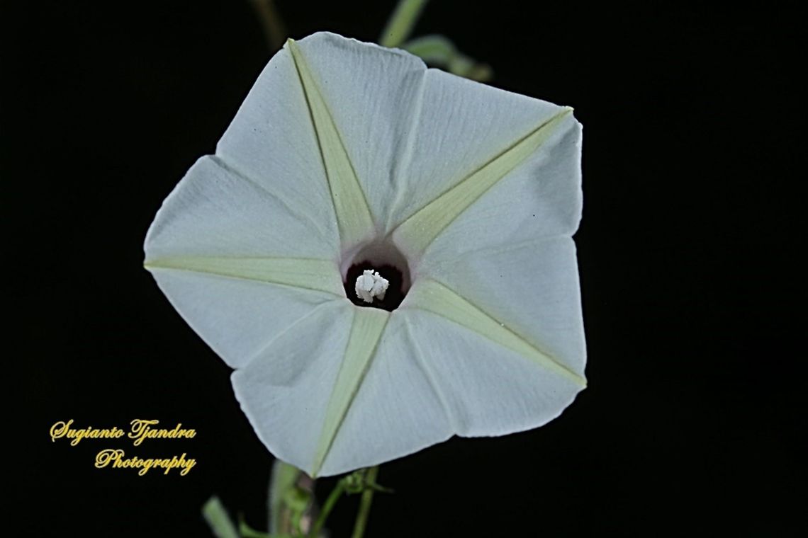 Ipomoea alba “Moonflower”  Geotagged,Indonesia,Ipomoea alba,Moonflower,Winter