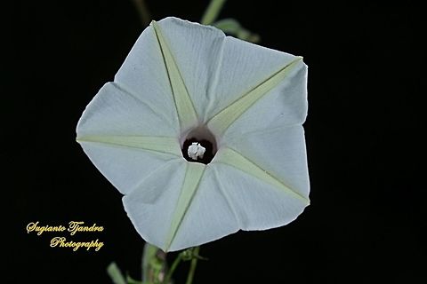 Ipomoea alba “Moonflower”  Geotagged,Indonesia,Ipomoea alba,Moonflower,Winter