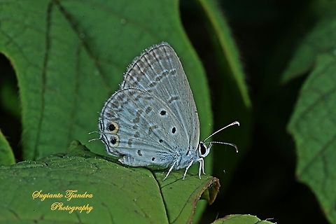 Cycad Blue Butterfly (Chilades pandava pandava)  Chilades pandava,Geotagged,Indonesia,Plains Cupid,Winter