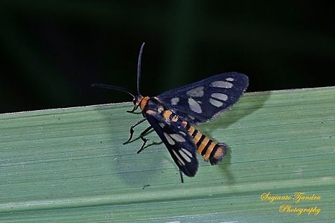 Orange spotted Tiger Moth - Amata huebneri (Huebner's Wasp Moth)  Amata huebneri,Geotagged,Hübner's Wasp Moth,Indonesia,Winter
