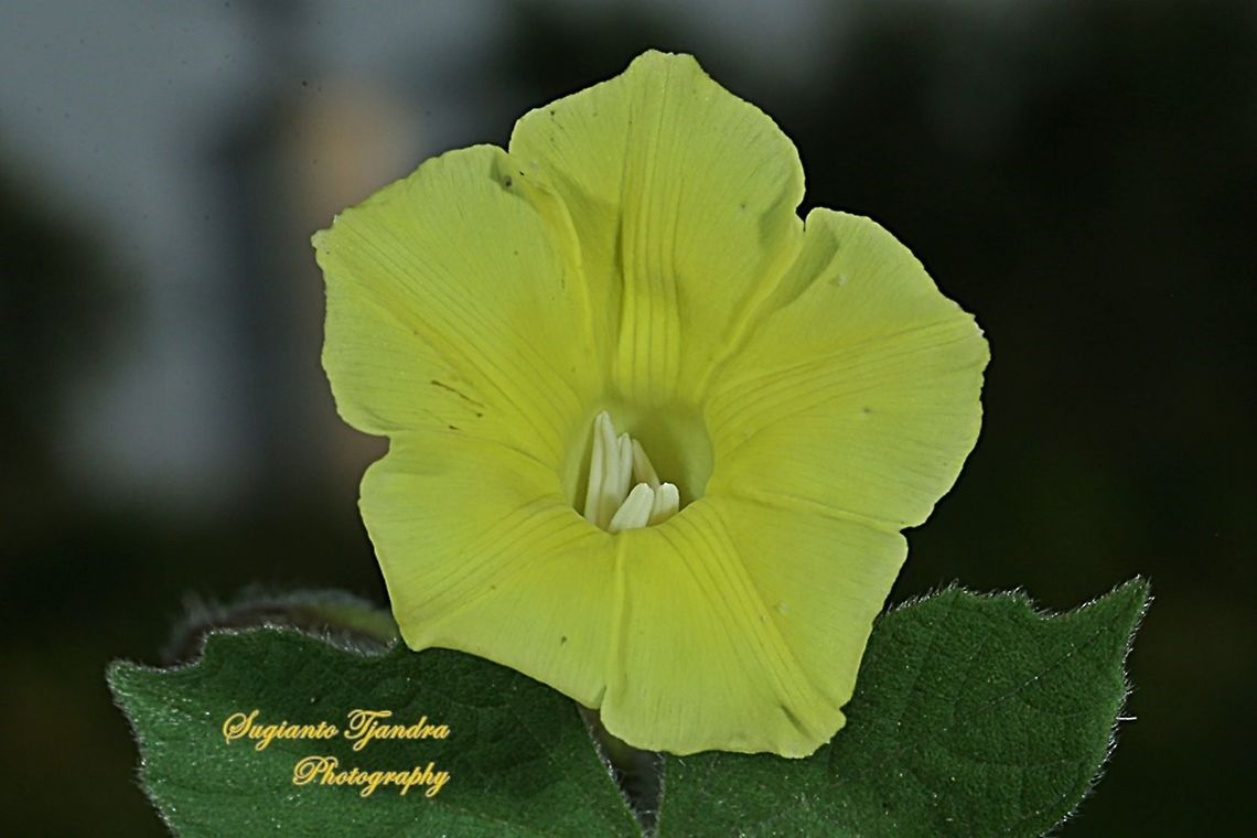 Yellow Morning Glory flower  Geotagged,Indonesia,Winter