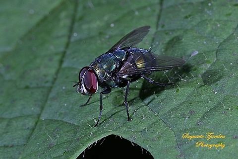Common green bottle fly (Lucilia sericata)  Common green bottle fly,Geotagged,Indonesia,Lucilia sericata,Winter