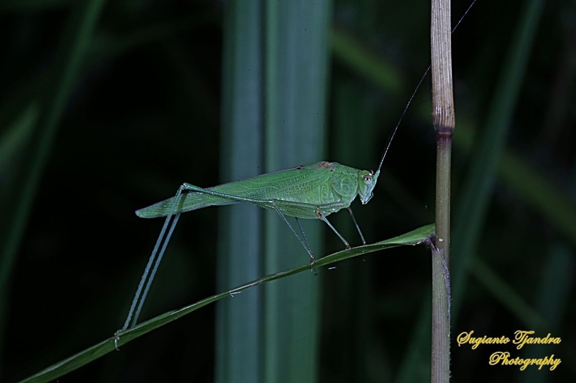 Fork-tailed Bush Katydid, Tettigoniida  Geotagged,Indonesia,Winter