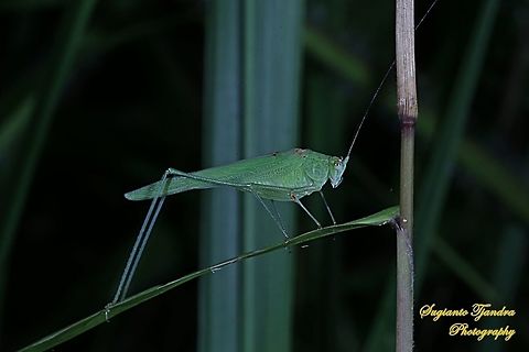 Fork-tailed Bush Katydid, Tettigoniida  Geotagged,Indonesia,Winter