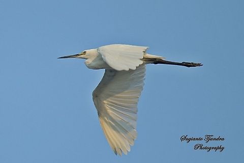 Great egret, Ardea alba  Geotagged,Indonesia,Winter