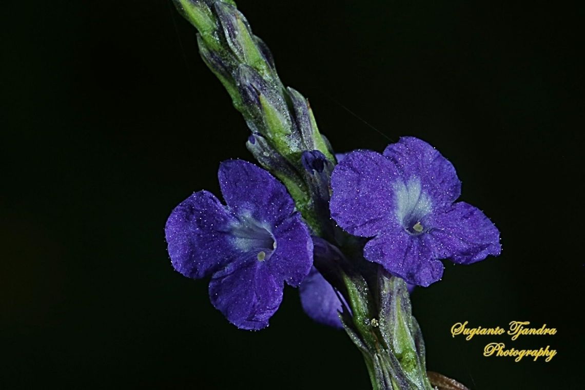 Blue Snakeweed (Stachytarpheta indica)  Geotagged,Indonesia,Stachytarpheta indica,Winter