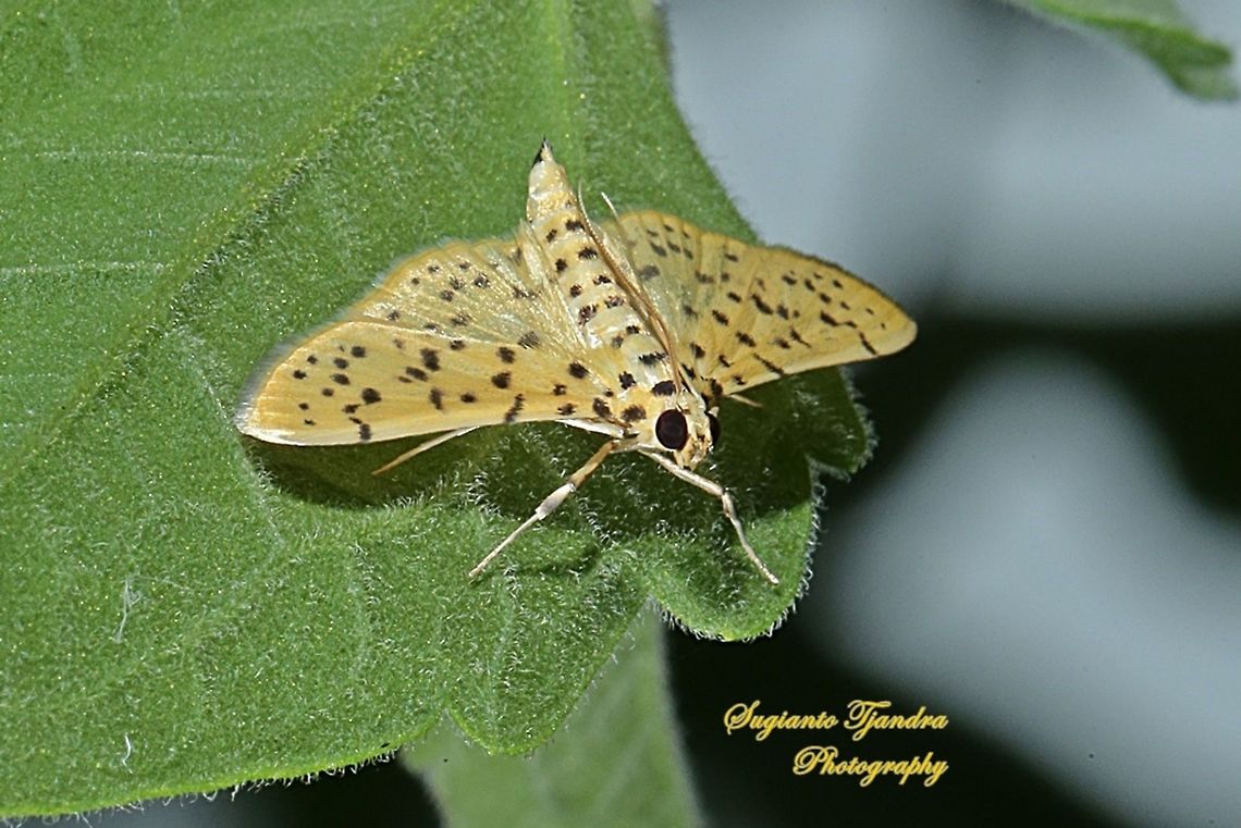Yellow Peach Moth, Conogethes punctiferalis  Conogethes punctiferalis,Geotagged,Indonesia,Winter