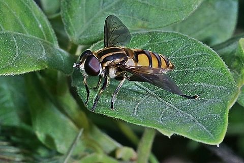 Hoverfly, Helophilus  Geotagged,Indonesia,Winter