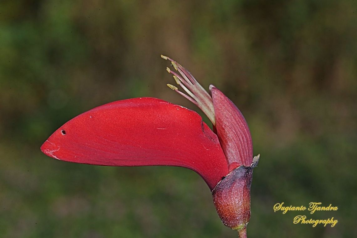 Cherokee bean flower, Erythrina Herbacea  Erythrina Herbacea,Erythrina herbacea,Geotagged,Indonesia,Winter