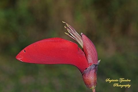 Cherokee bean flower, Erythrina Herbacea  Erythrina Herbacea,Erythrina herbacea,Geotagged,Indonesia,Winter