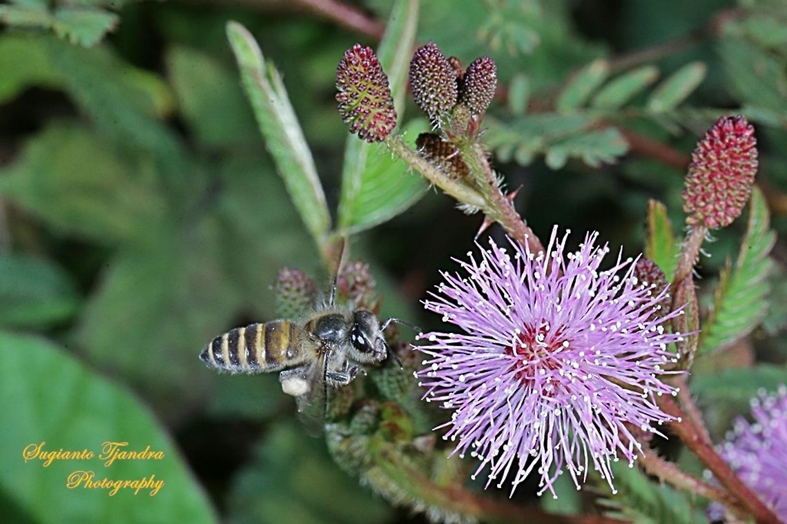 Honey Bee  Geotagged,Indonesia,Winter