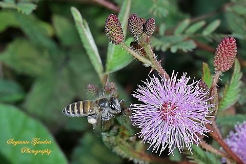 Honey Bee  Geotagged,Indonesia,Winter