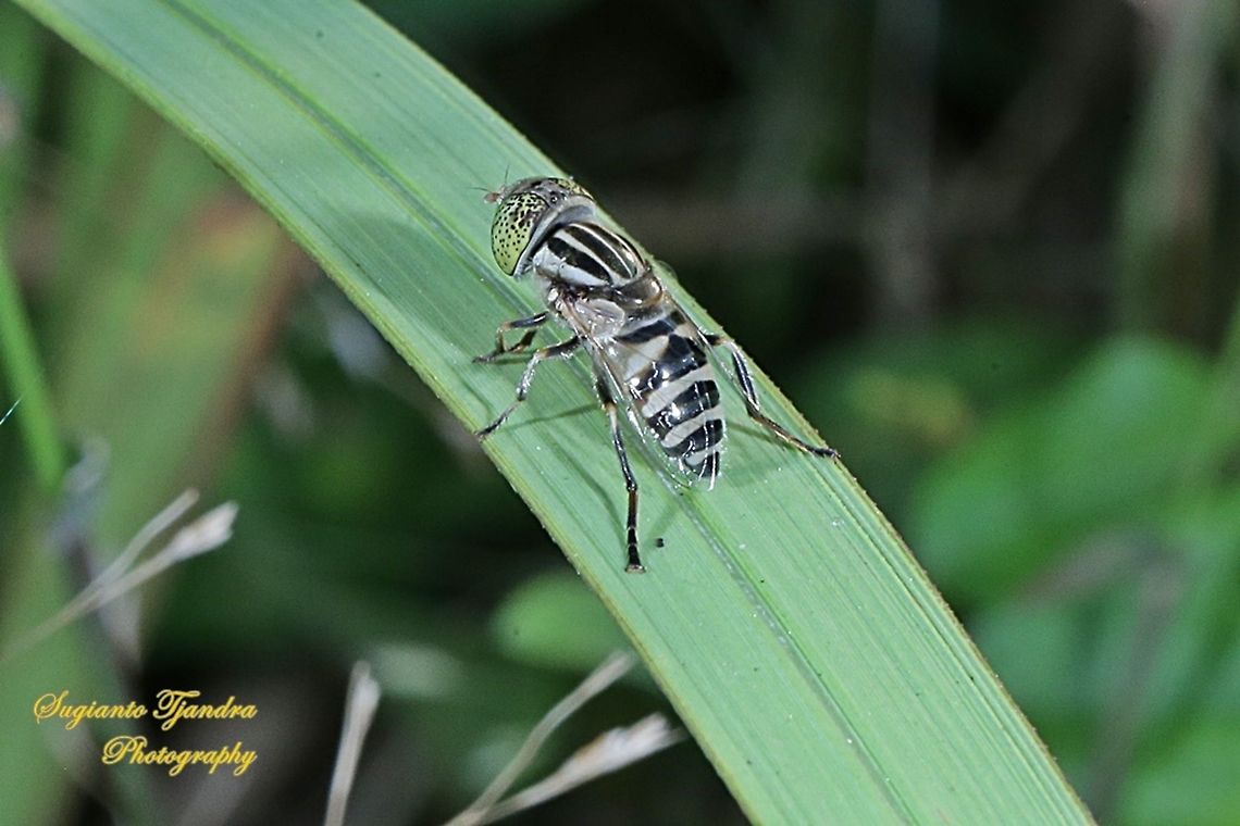 Big headed hoverfly, Eristalinus megacephalus  Eristalinus megacephalus,Geotagged,Indonesia,Winter
