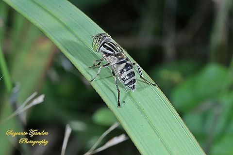 Big headed hoverfly, Eristalinus megacephalus  Eristalinus megacephalus,Geotagged,Indonesia,Winter