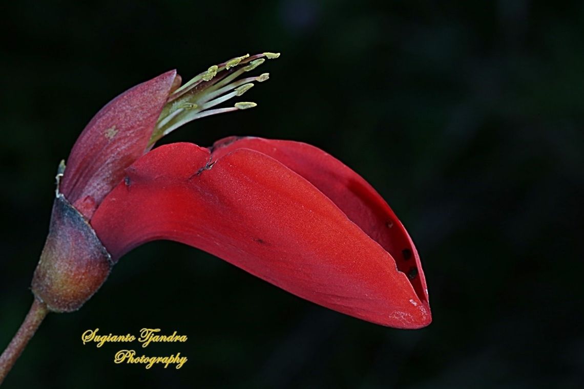 Cherokee bean flower, Erythrina Herbacea  Cherokee bean,Erythrina herbacea,Geotagged,Indonesia,Winter