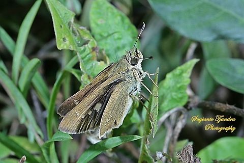 Skipper Butterfly, small branded swift (Pelopidas agna)  Dark branded swift,Geotagged,Indonesia,Pelopidas agna,Winter