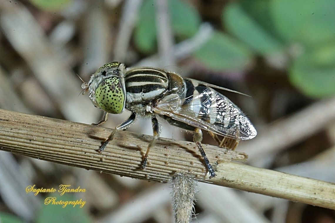 Big headed hoverfly, Eristalinus megacephalus  Eristalinus megacephalus,Geotagged,Indonesia,Winter