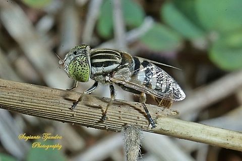 Big headed hoverfly, Eristalinus megacephalus  Eristalinus megacephalus,Geotagged,Indonesia,Winter