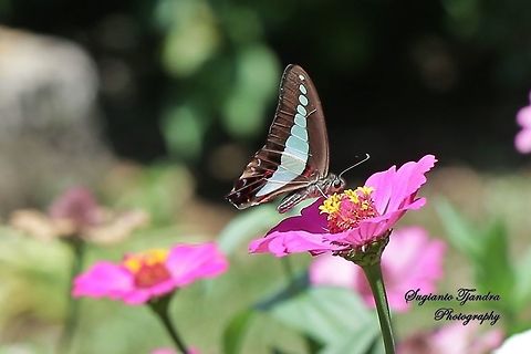 Common Bluebottle (Graphium sarpedon luctatius)  Common Bluebottle,Geotagged,Graphium sarpedon,Indonesia,Winter