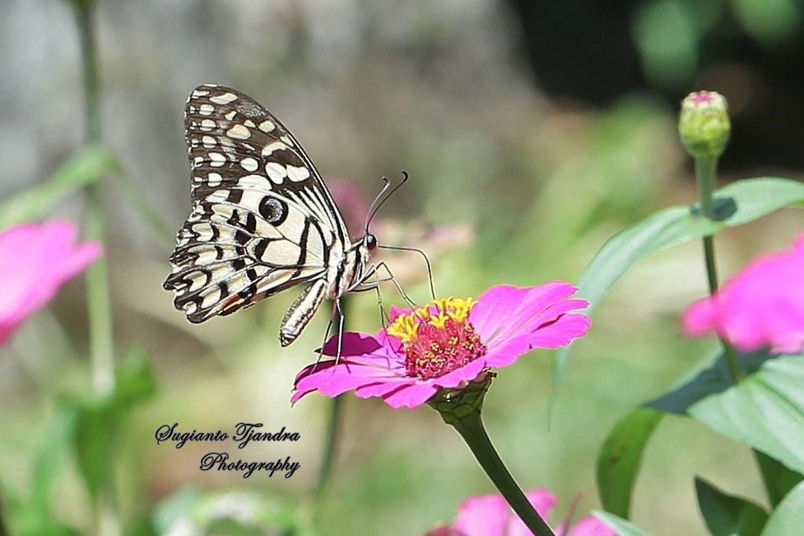Common Lime butterfly (Papilio demoleus)  Common Lime Butterfly,Geotagged,Indonesia,Papilio demoleus,Winter