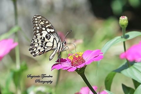 Common Lime butterfly (Papilio demoleus)  Common Lime Butterfly,Geotagged,Indonesia,Papilio demoleus,Winter