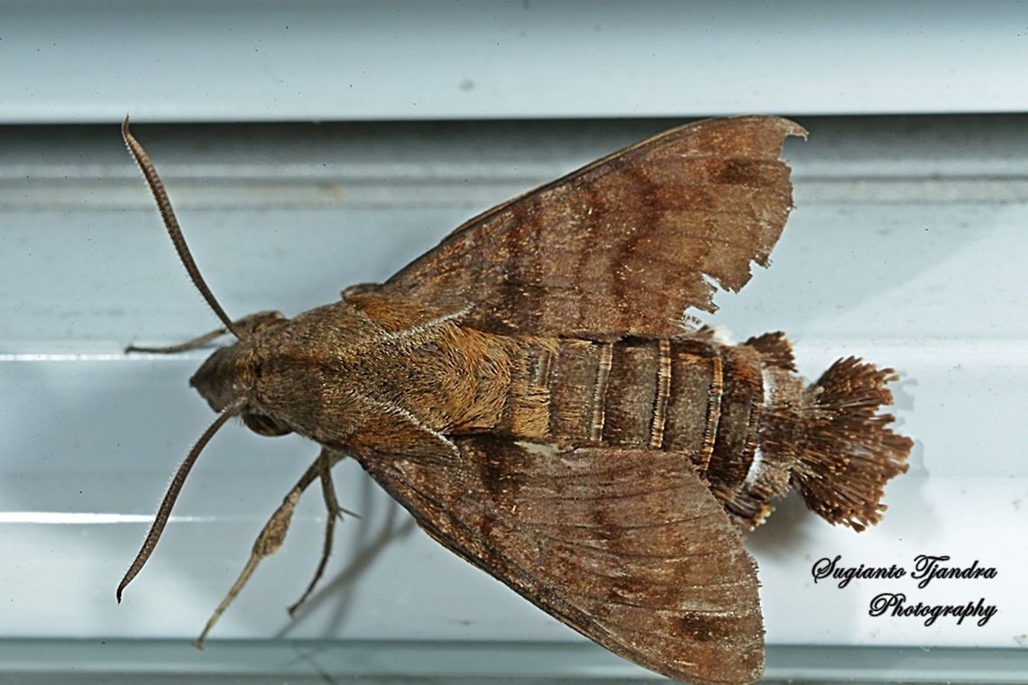 Hummingbird Hawk Moth  Geotagged,Indonesia,Winter