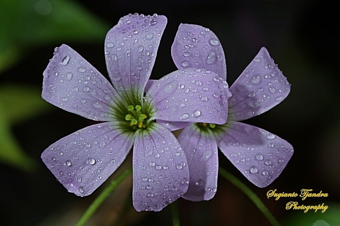 Love Plant flower/Purple Passion (Oxalis triangularis)  Geotagged,Indonesia,Oxalis triangularis,Winter