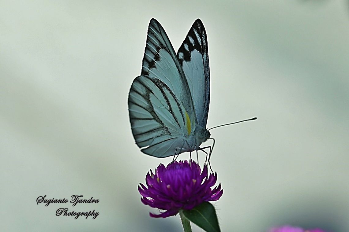 Striped Albatross Butterfly, Appias libythea olferna  Appias libythea,Geotagged,Indonesia,Striped albatross,Winter
