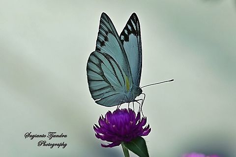 Striped Albatross Butterfly, Appias libythea olferna  Appias libythea,Geotagged,Indonesia,Striped albatross,Winter