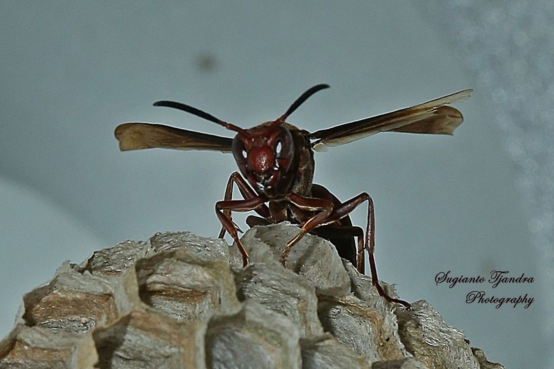 Paper Wasp, Vespidae, Polistes sp.  Geotagged,Indonesia,Winter