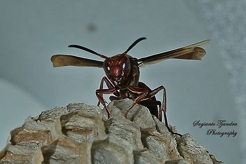 Paper Wasp, Vespidae, Polistes sp.  Geotagged,Indonesia,Winter