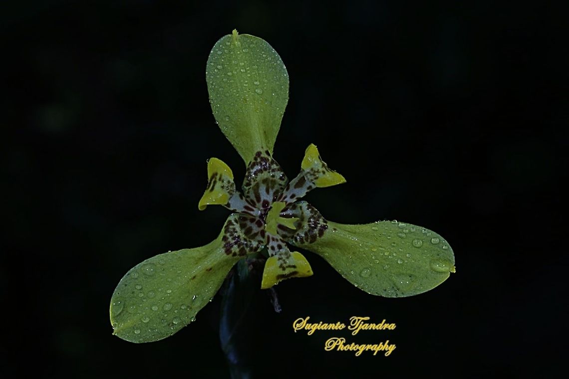 Airis flower, Iris Sp (Iridaceae)  Geotagged,Indonesia,Winter